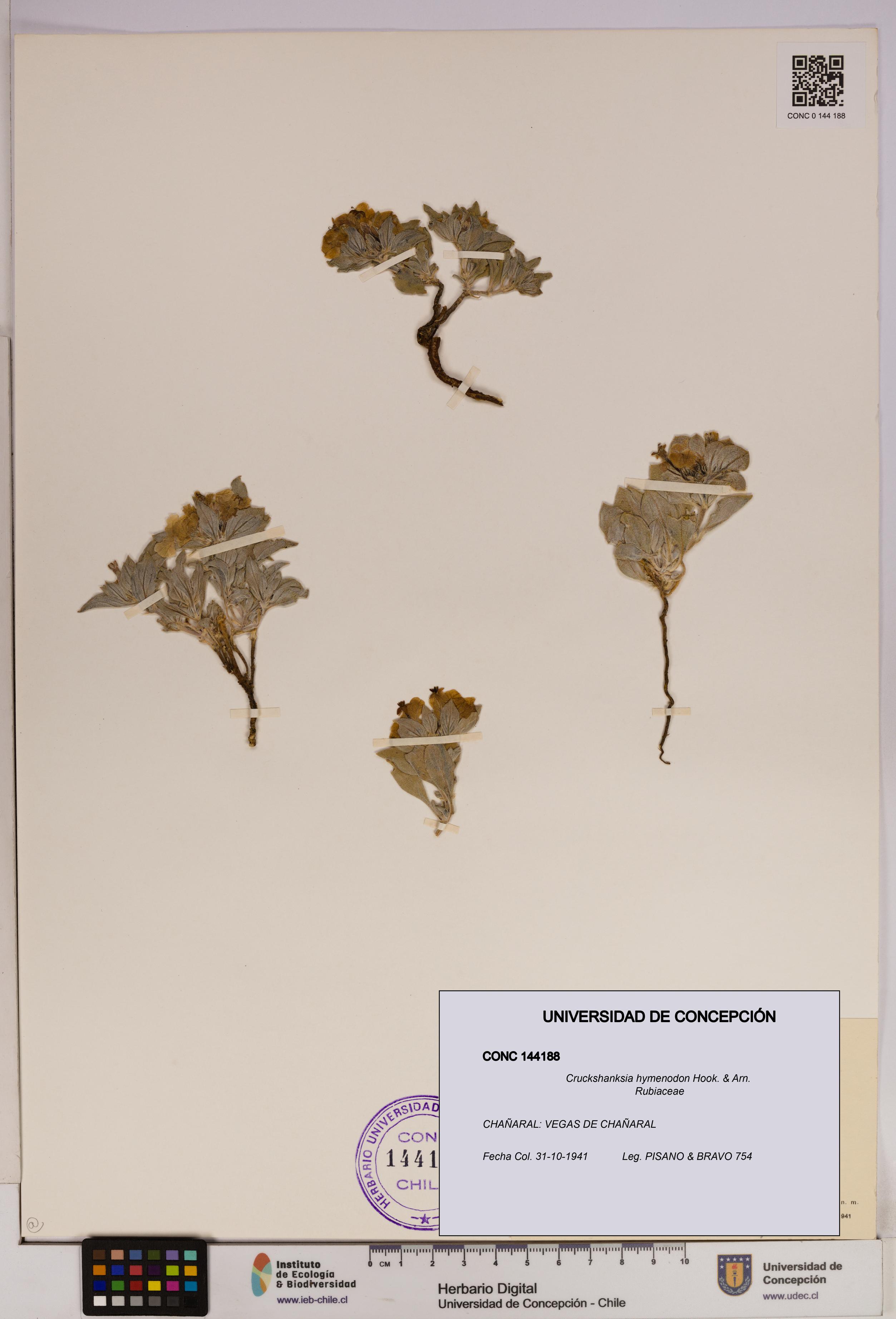 Cruckshanksia hymenodon [Espécimen: UDEC:CONC:0144188]