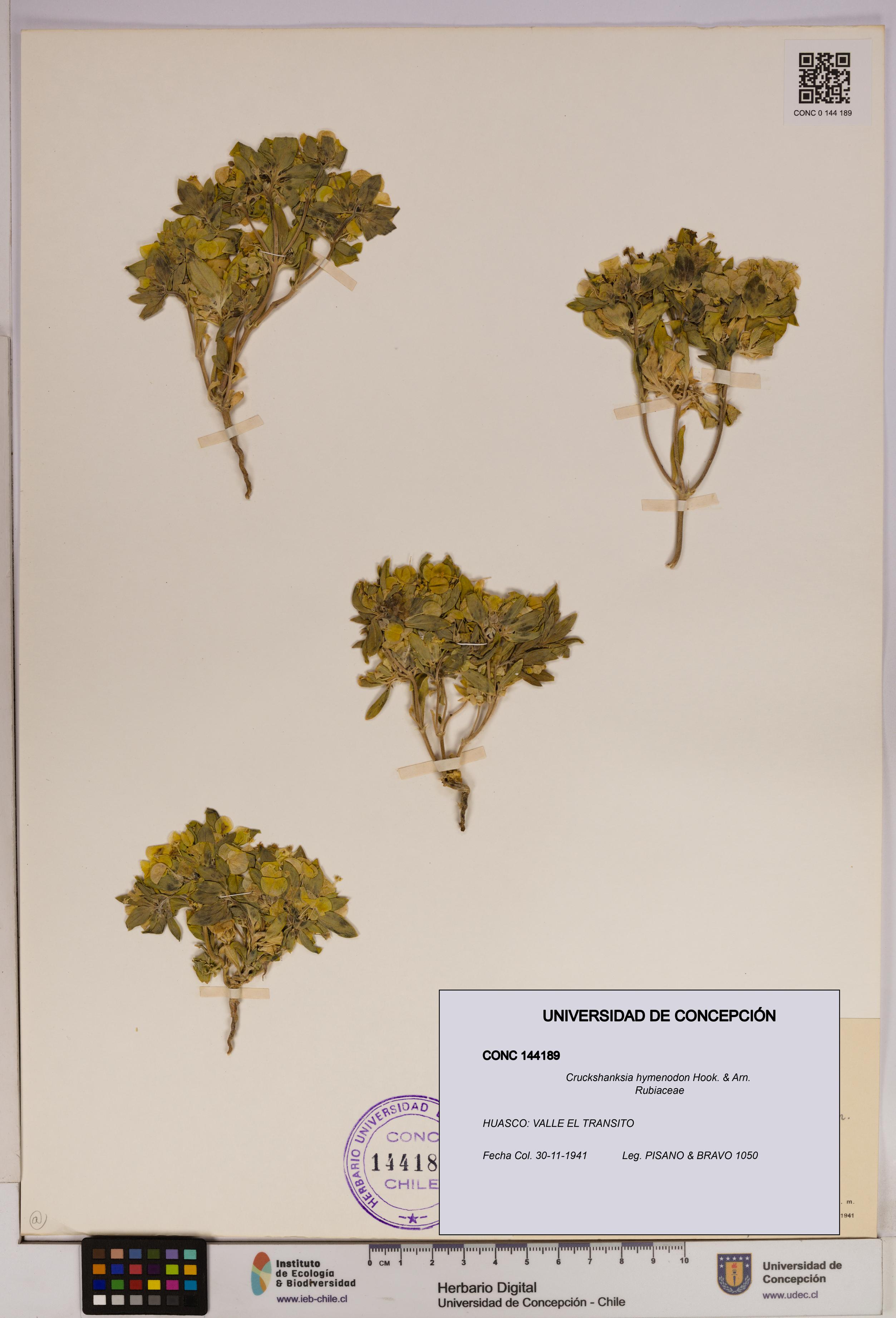 Cruckshanksia hymenodon [Espécimen: UDEC:CONC:0144189]