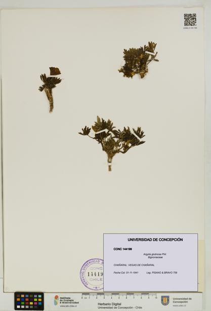 Argylia glutinosa [Espécimen: UDEC:CONC:0144199]