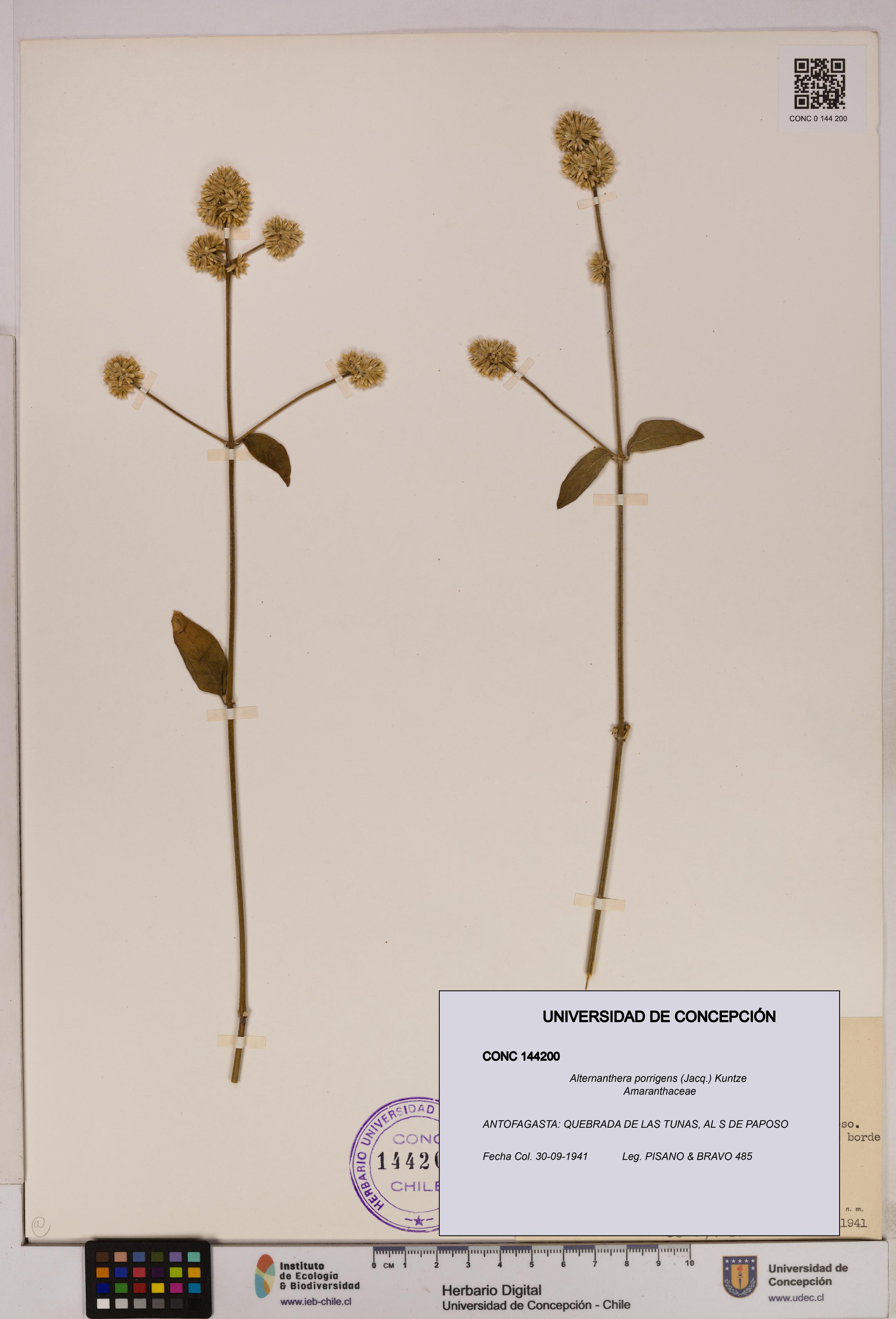 Alternanthera porrigens [Espécimen: UDEC:CONC:0144200]