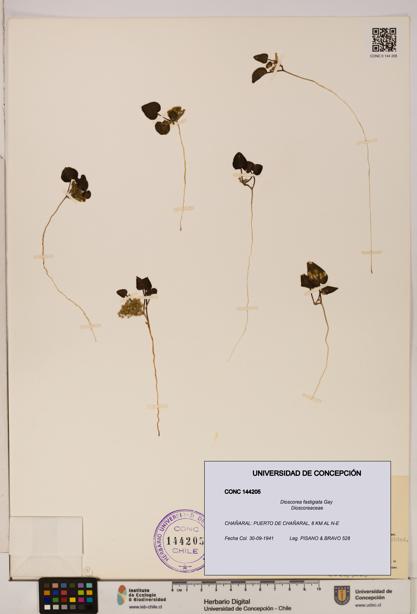 Dioscorea fastigiata [Espécimen: ]
