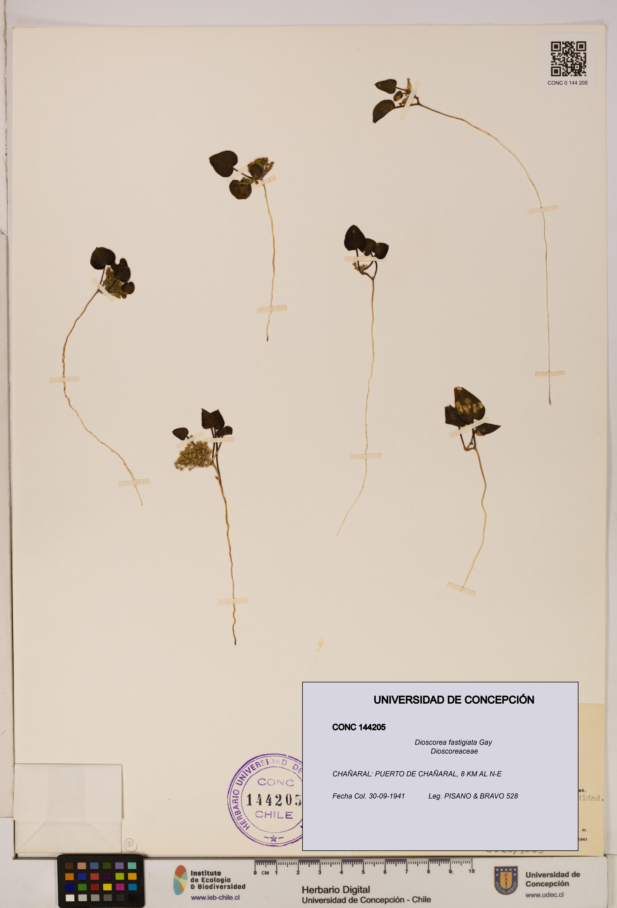 Dioscorea fastigiata [Espécimen: ]