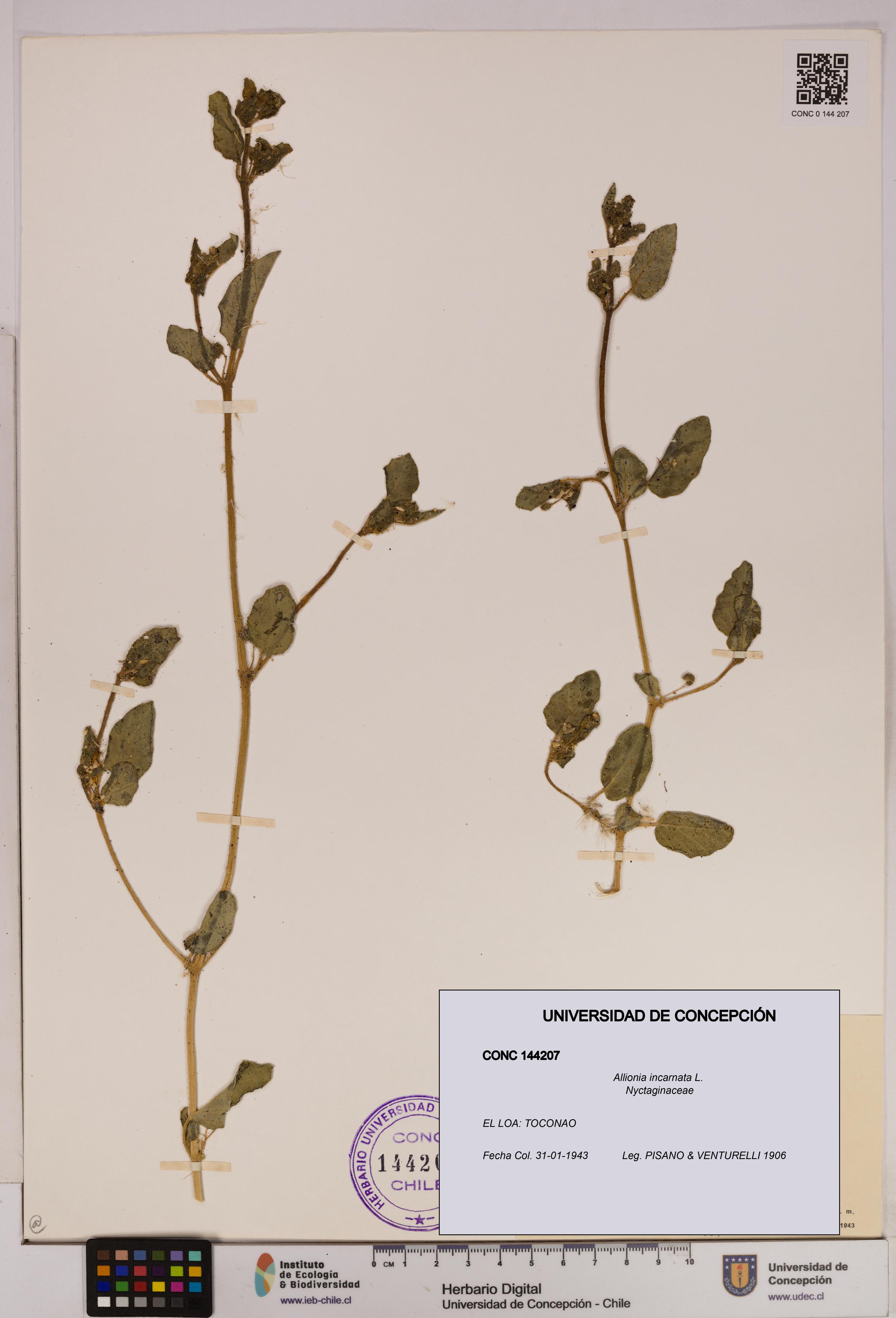 Allionia incarnata [Espécimen: UDEC:CONC:0144207]