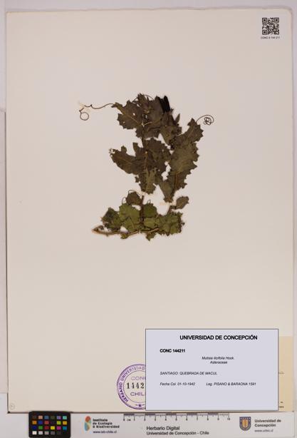 Mutisia ilicifolia [Espécimen: UDEC:CONC:0144211]