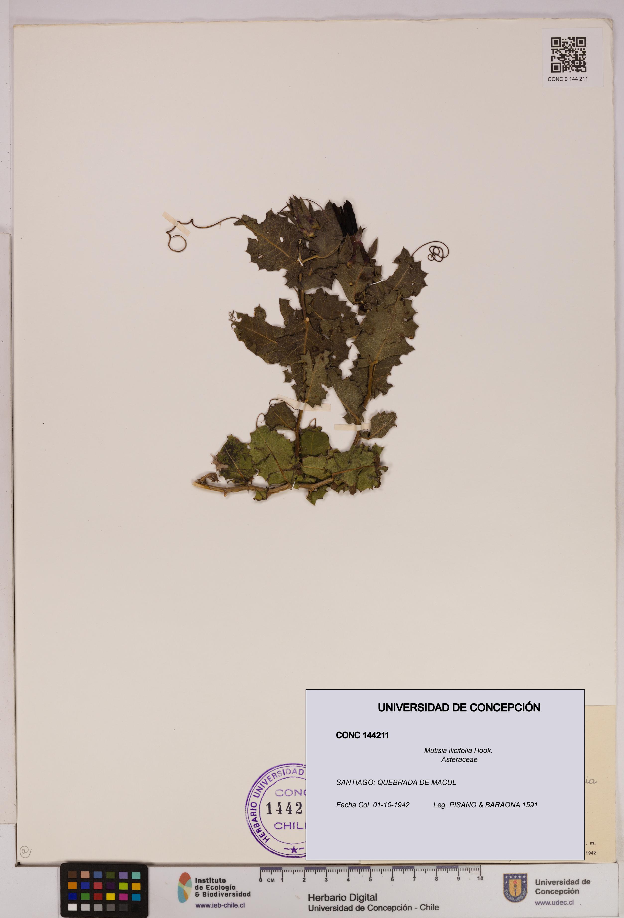 Mutisia ilicifolia [Espécimen: UDEC:CONC:0144211]