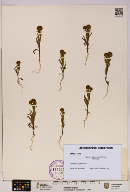 Helenium atacamense [Espécimen: UDEC:CONC:0144213]