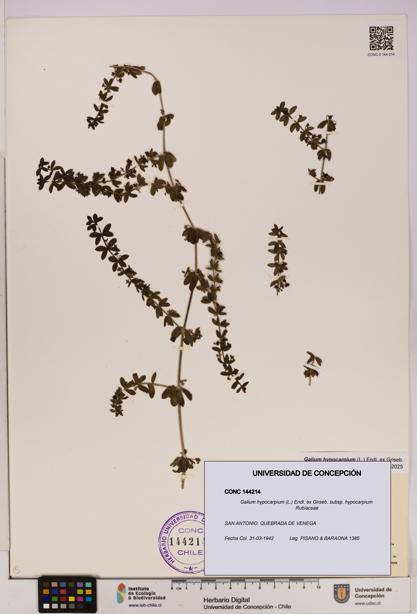 Galium hypocarpium subsp. hypocarpium [Espécimen: UDEC:CONC:0144214]