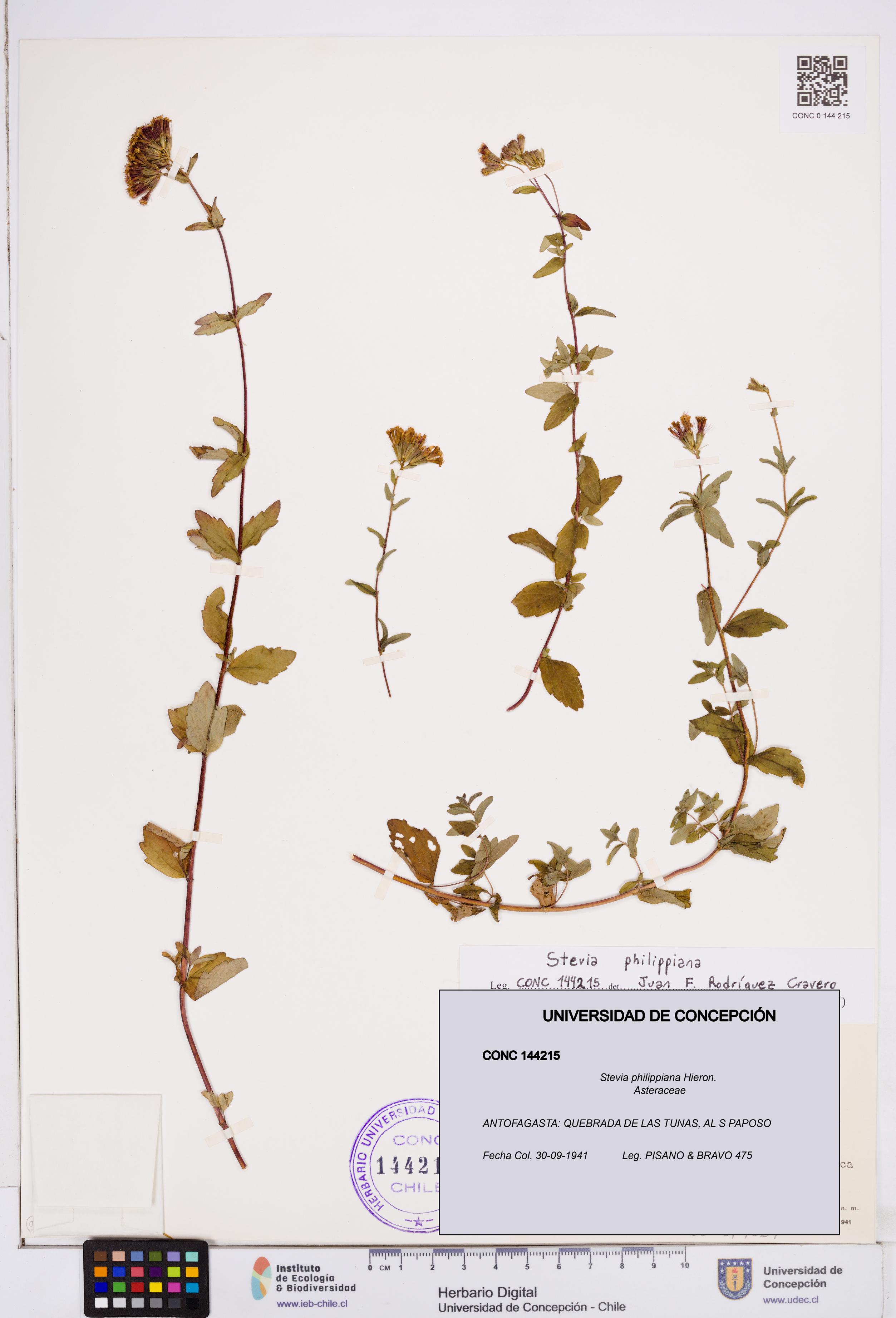 Stevia philippiana [Espécimen: ]