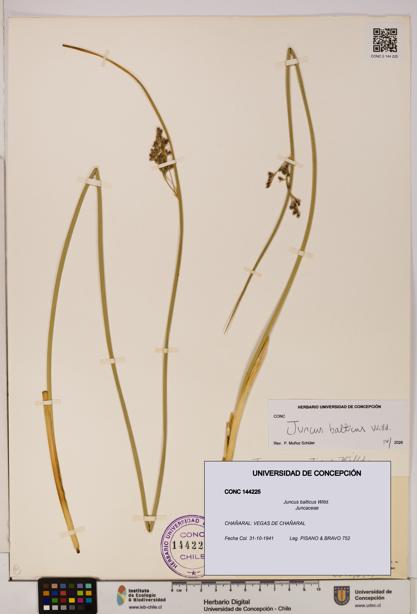 Juncus balticus [Espécimen: UDEC:CONC:0144225]