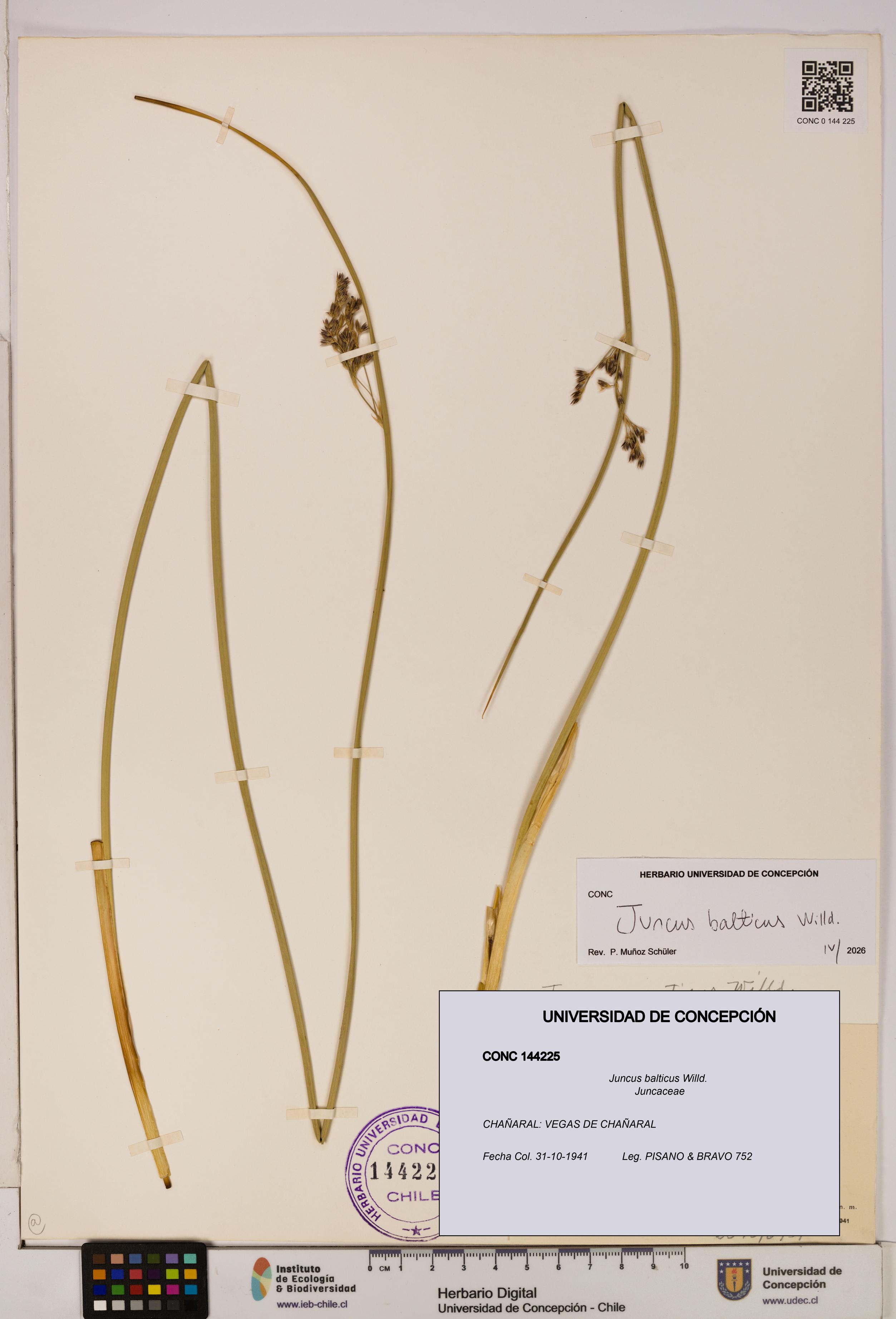 Juncus balticus [Espécimen: UDEC:CONC:0144225]