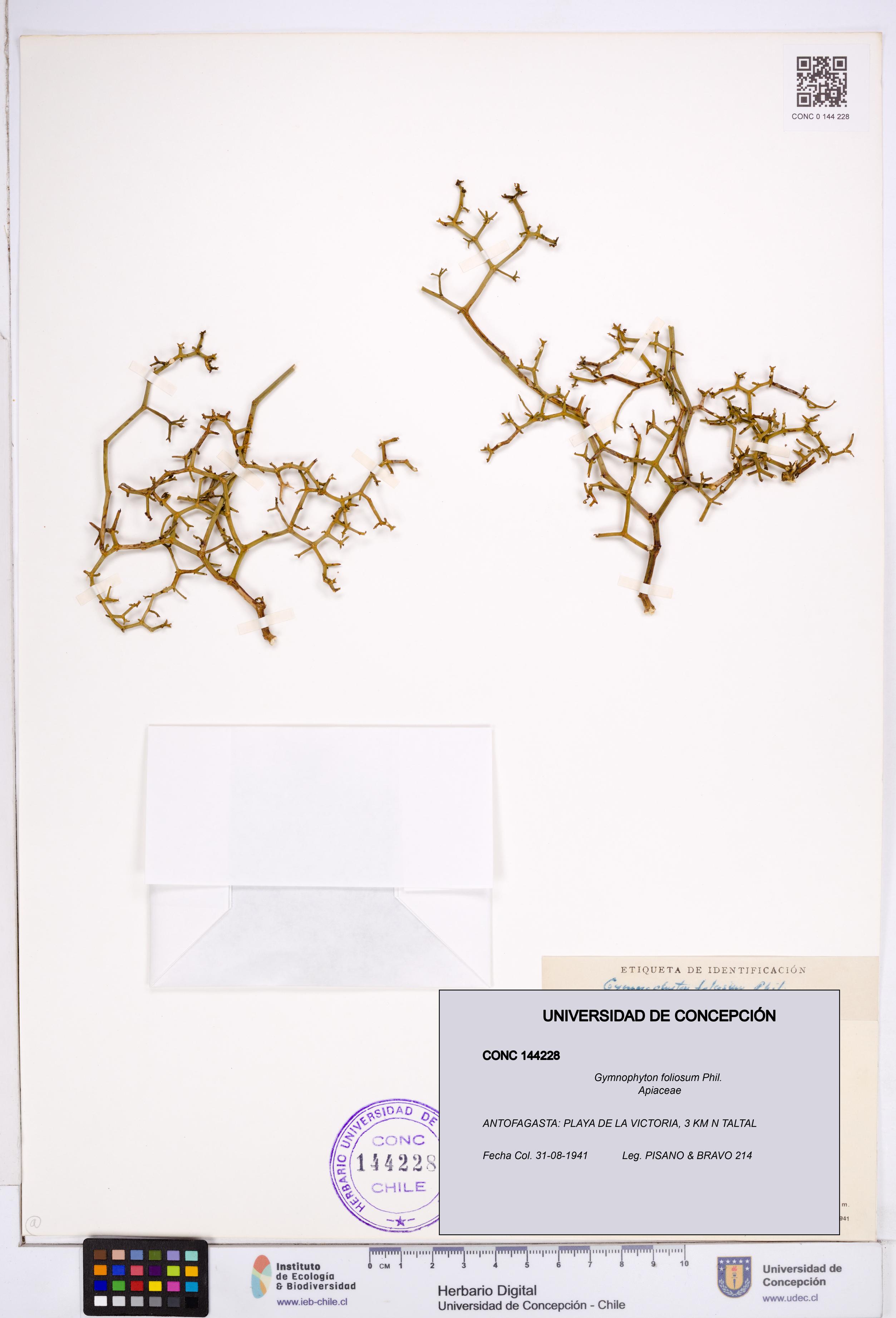 Gymnophyton foliosum [Espécimen: ]