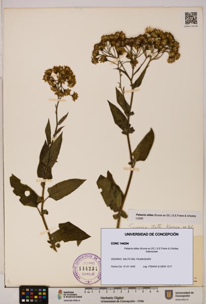Pelseria otites [Espécimen: ]