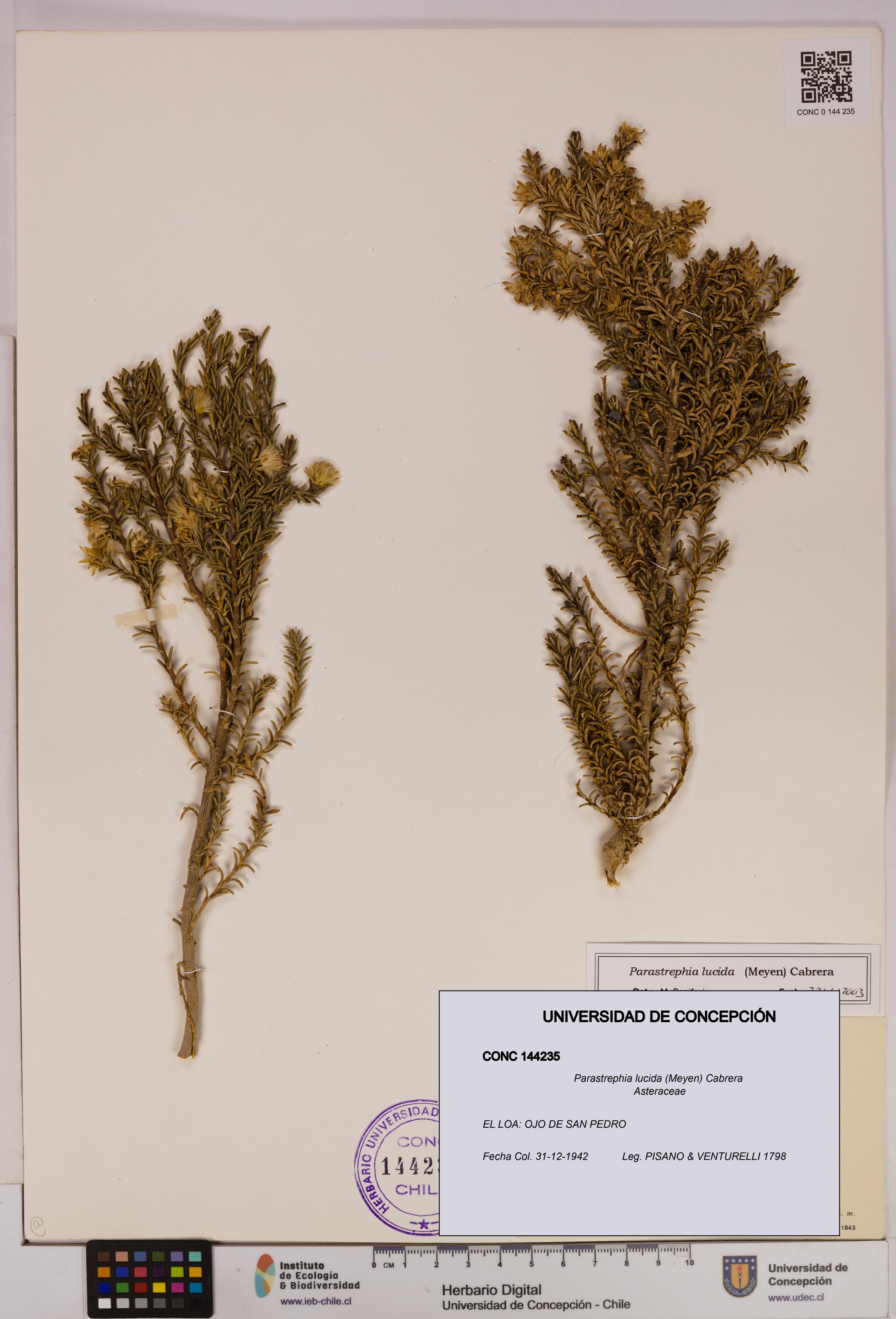 Parastrephia lucida [Espécimen: UDEC:CONC:0144235]