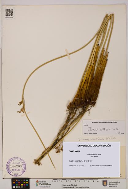 Juncus balticus [Espécimen: UDEC:CONC:0144238]