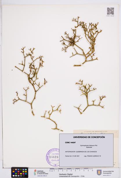 Gymnophyton foliosum [Espécimen: ]