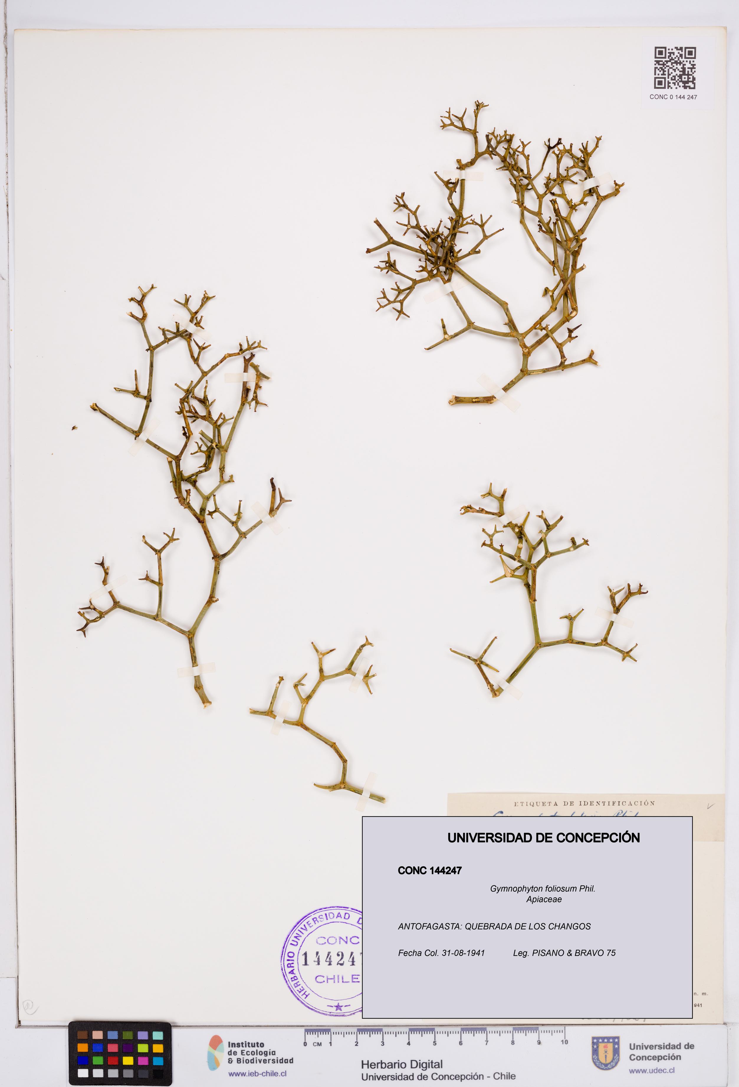 Gymnophyton foliosum [Espécimen: ]