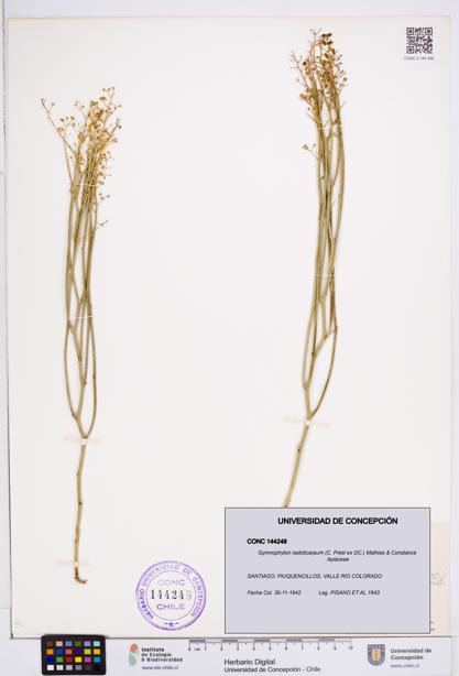 Gymnophyton isatidicarpum [Espécimen: ]