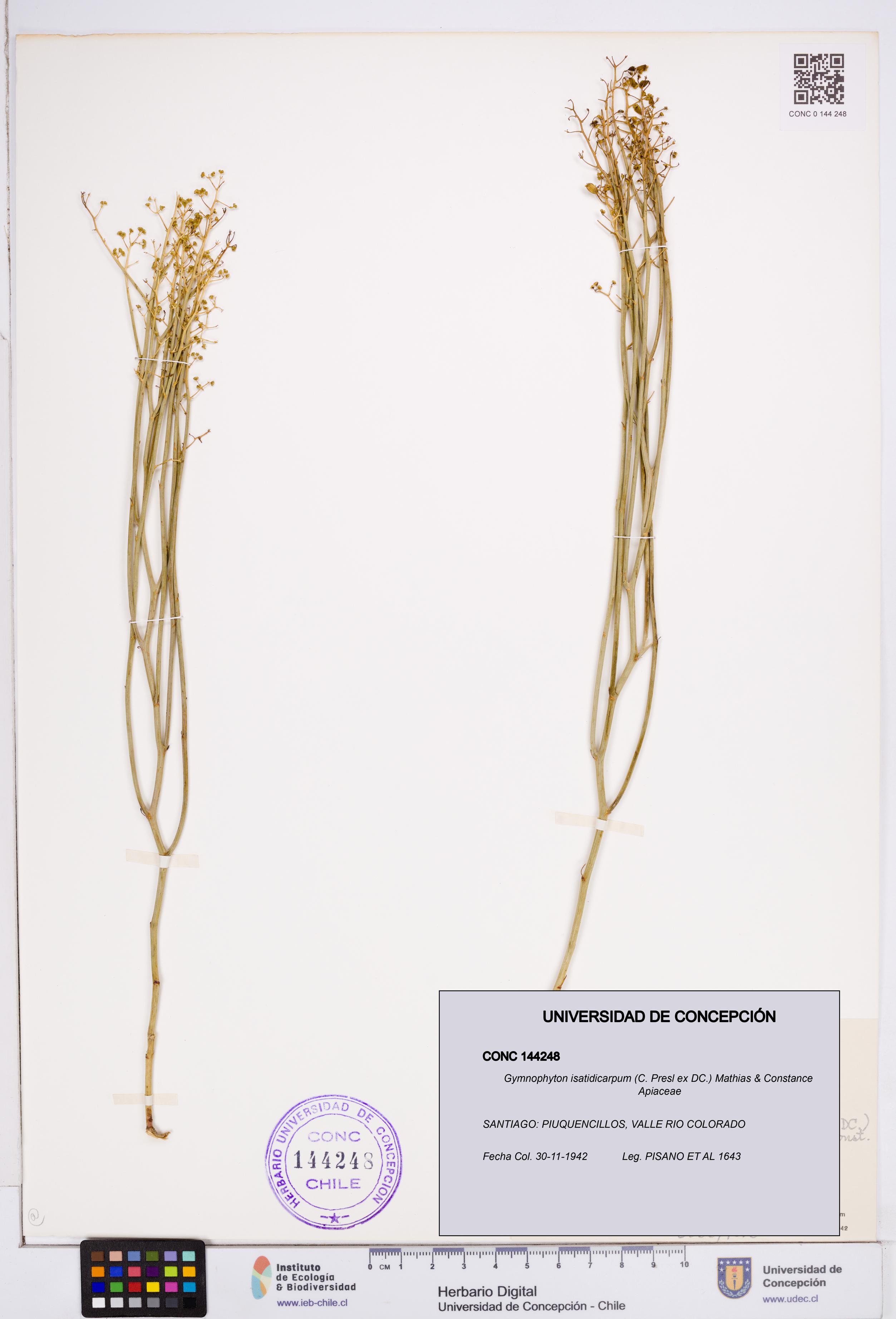 Gymnophyton isatidicarpum [Espécimen: ]