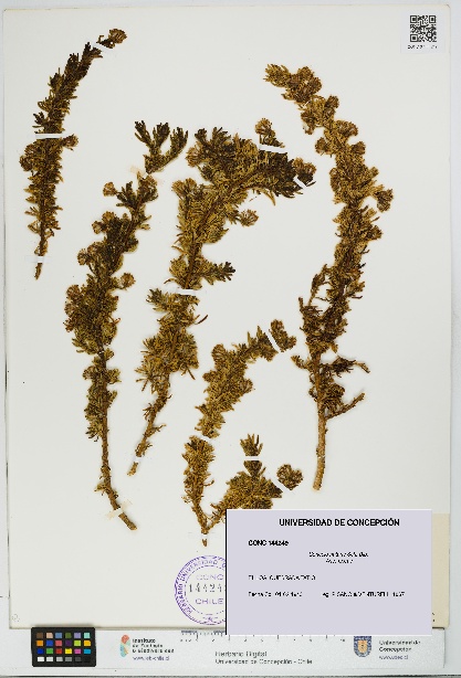 Senecio nutans [Espécimen: UDEC:CONC:0144249]