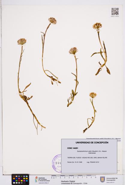 Symphyotrichum vahlii [Espécimen: ]