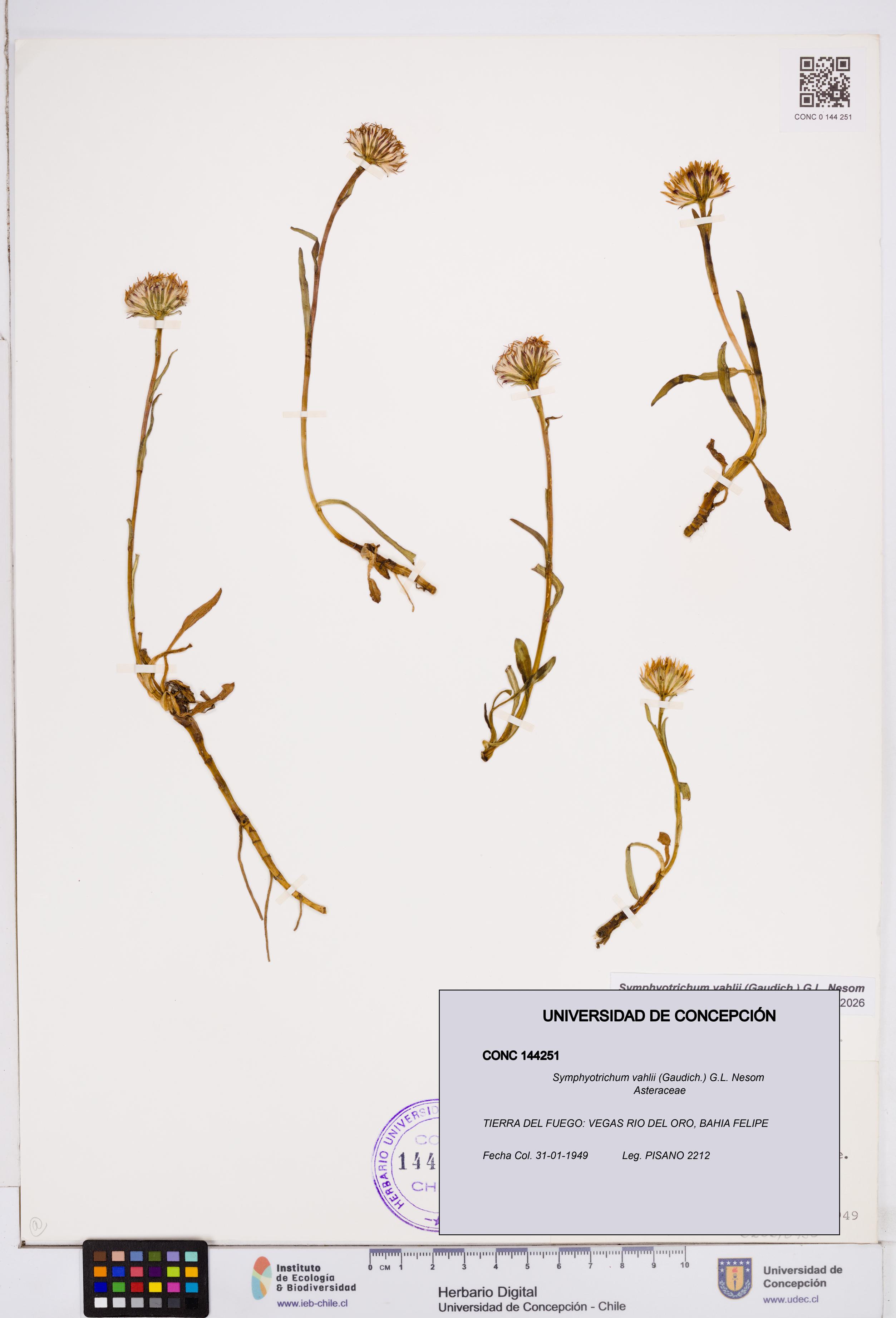 Symphyotrichum vahlii [Espécimen: ]