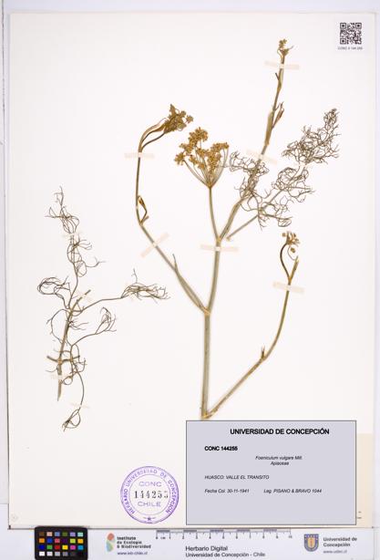 Foeniculum vulgare [Espécimen: ]