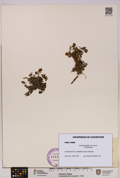 Portulaca philippii [Espécimen: UDEC:CONC:0144256]