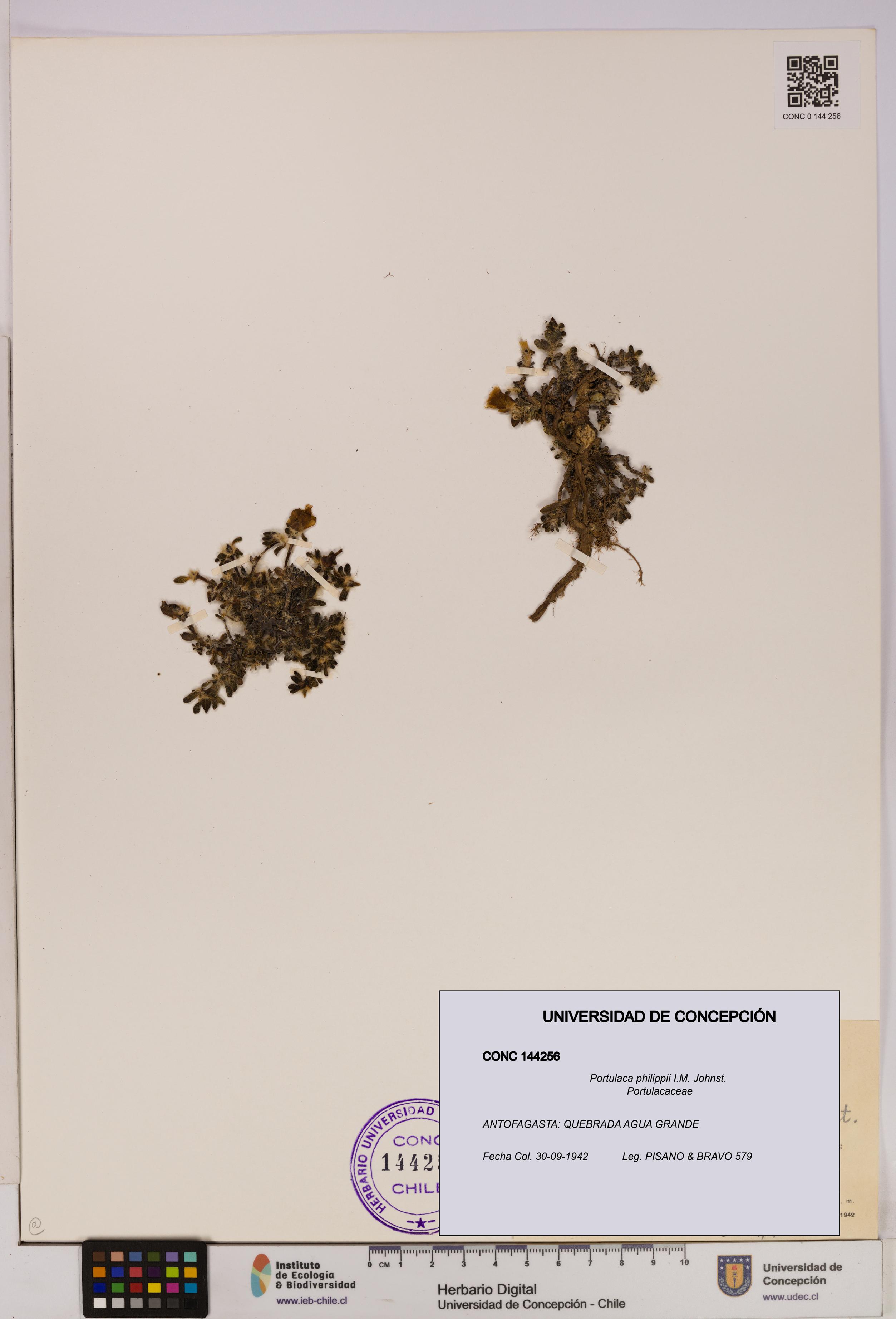 Portulaca philippii [Espécimen: UDEC:CONC:0144256]