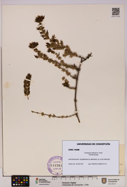 Frankenia chilensis [Espécimen: UDEC:CONC:0144266]