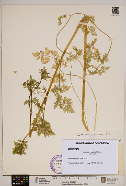 Anthriscus caucalis [Espécimen: ]