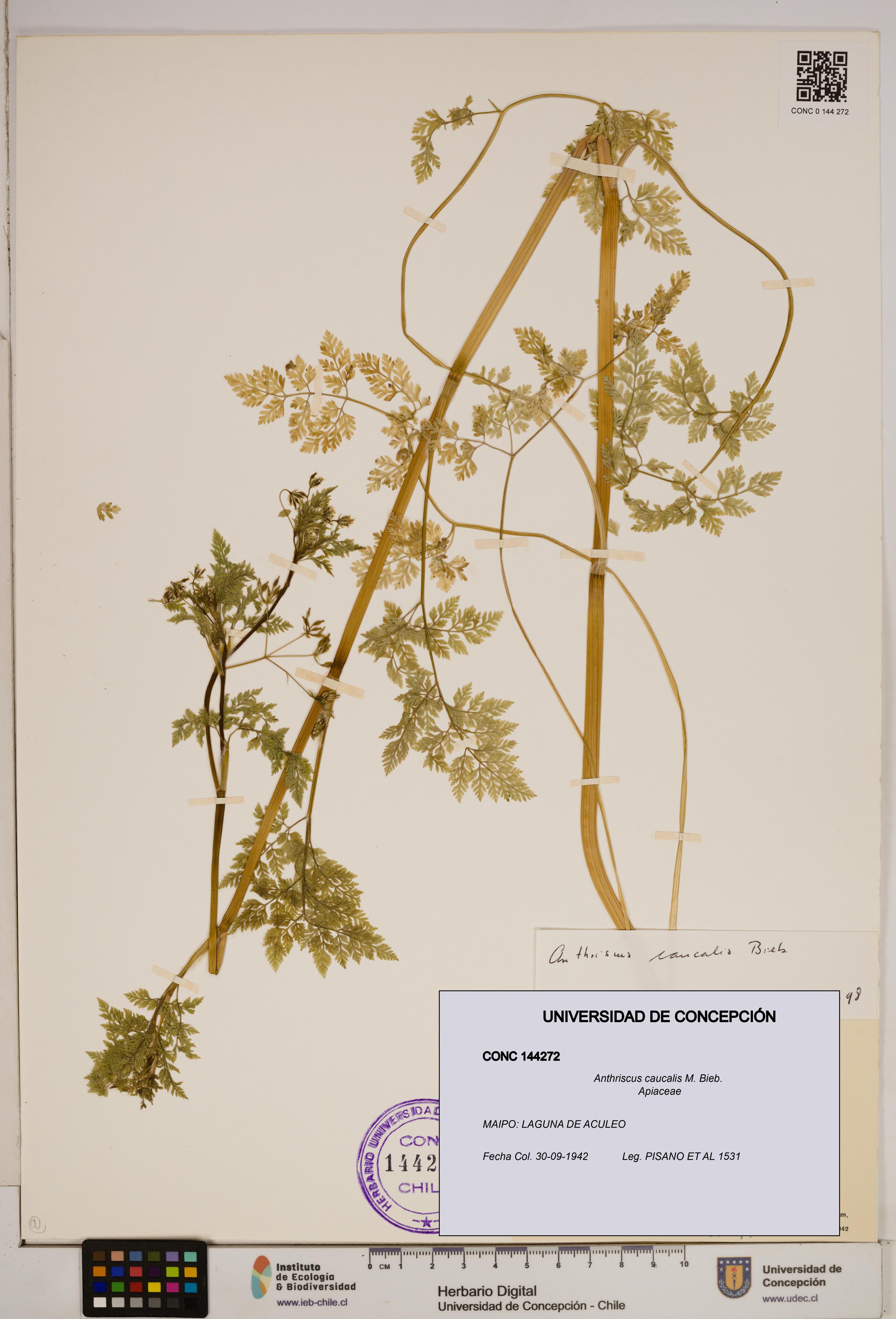 Anthriscus caucalis [Espécimen: ]