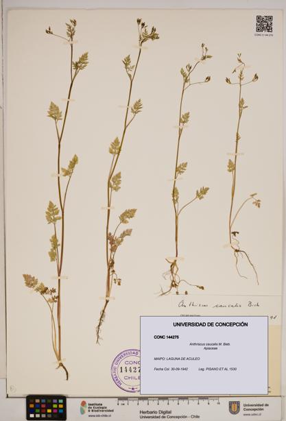 Anthriscus caucalis [Espécimen: ]