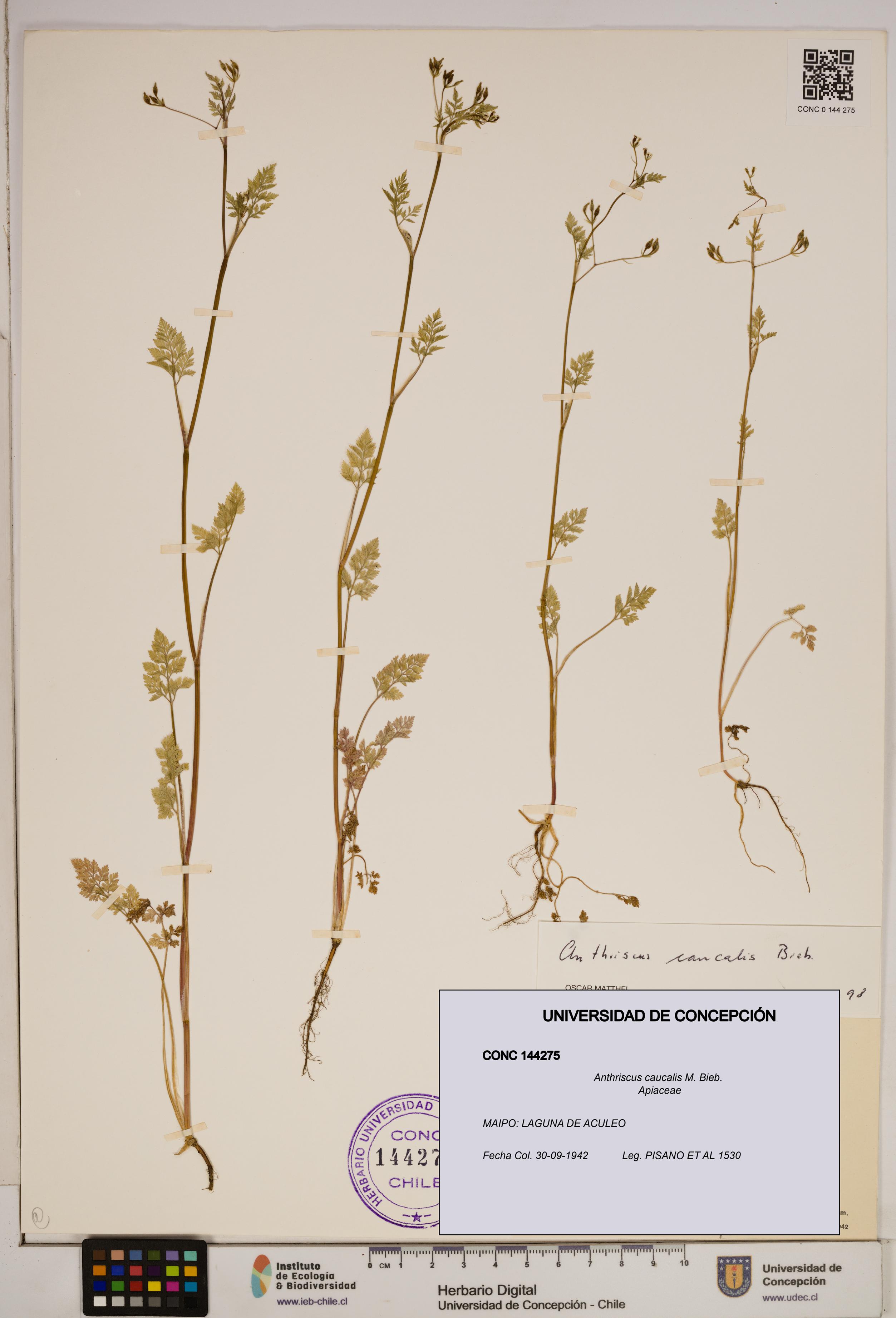 Anthriscus caucalis [Espécimen: ]