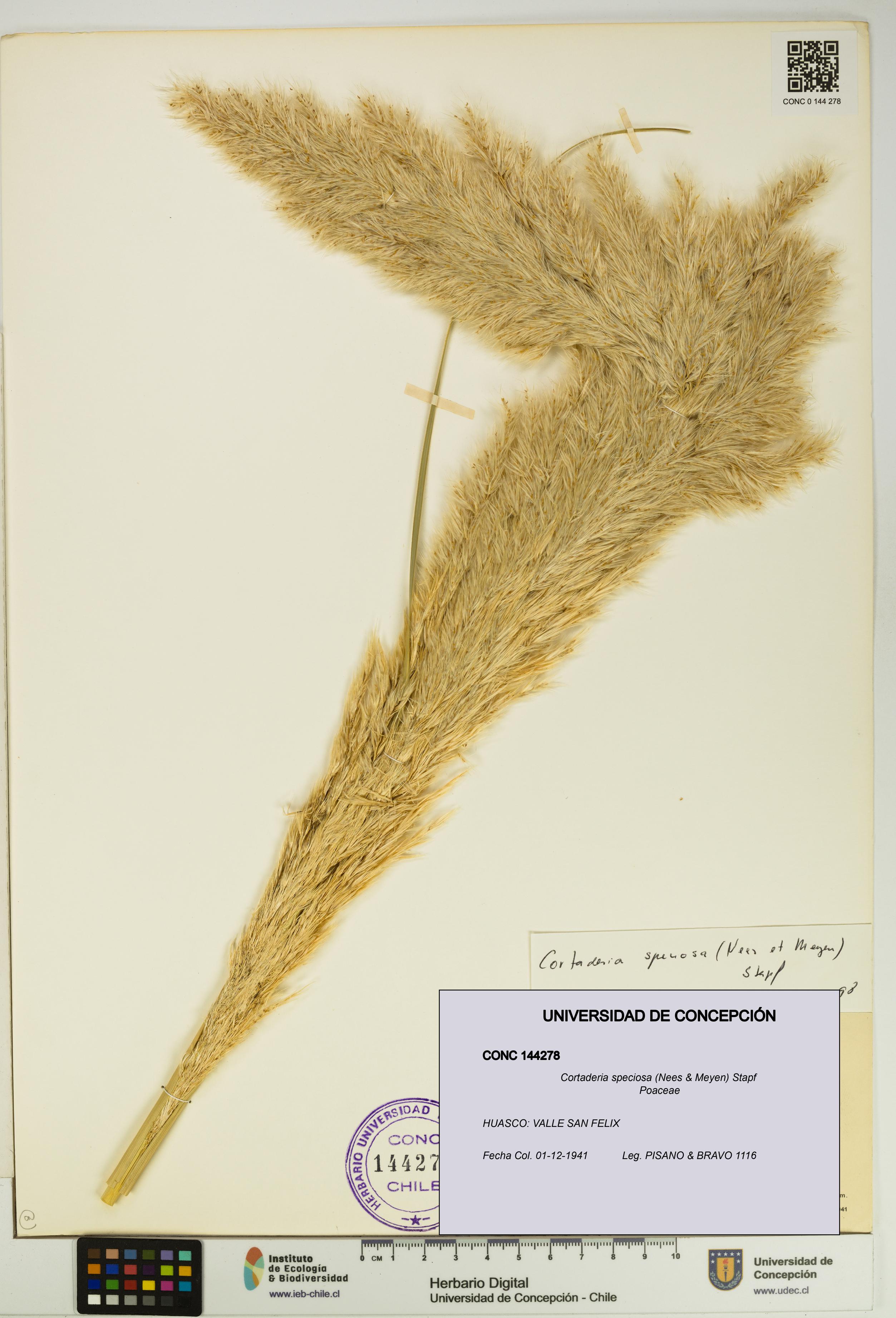 Cortaderia speciosa [Espécimen: UDEC:CONC:0144278]