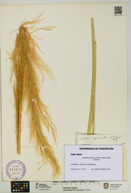 Cortaderia speciosa [Espécimen: UDEC:CONC:0144279]