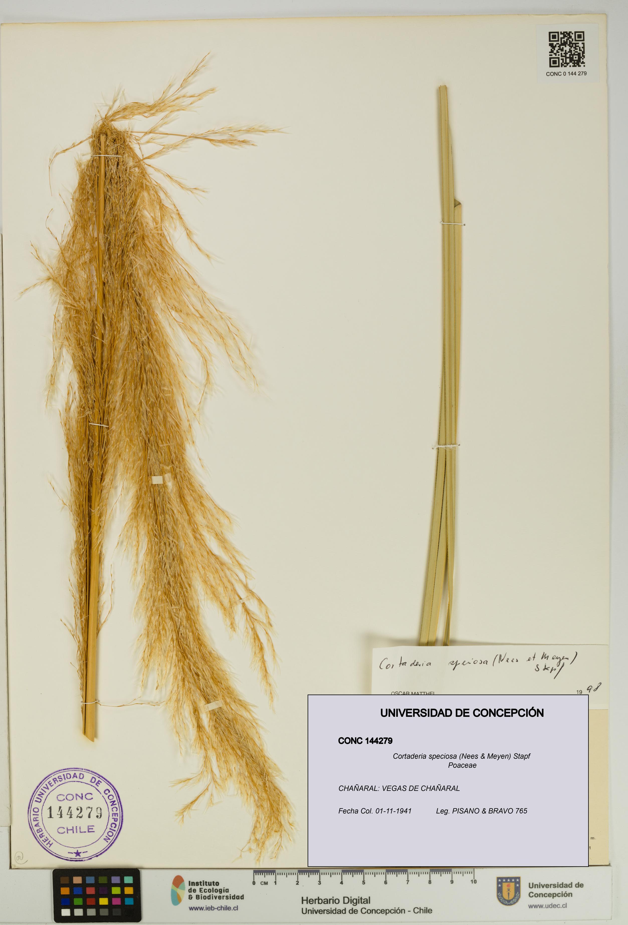 Cortaderia speciosa [Espécimen: UDEC:CONC:0144279]