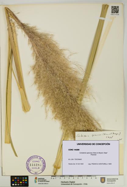 Cortaderia speciosa [Espécimen: UDEC:CONC:0144280]