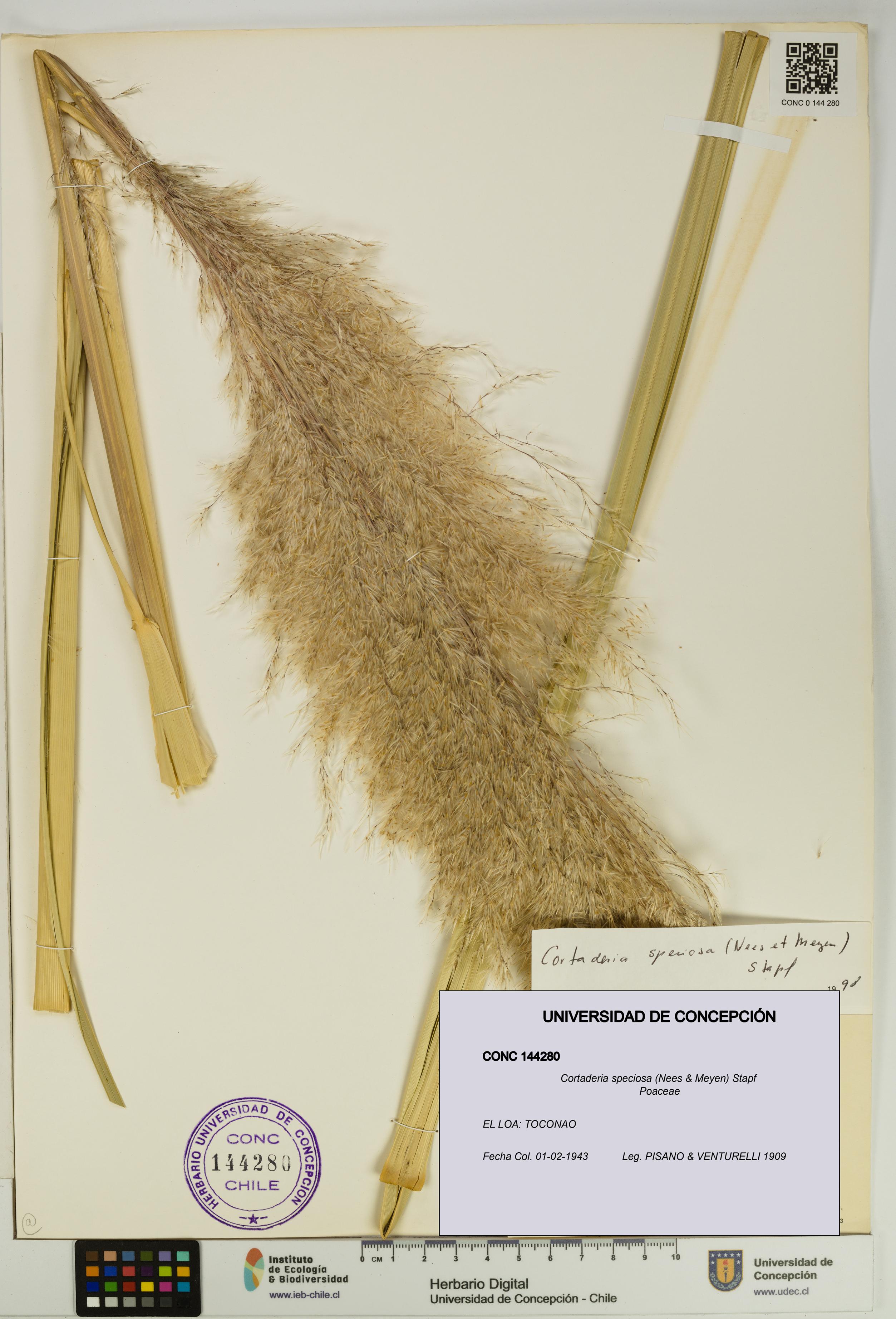Cortaderia speciosa [Espécimen: UDEC:CONC:0144280]