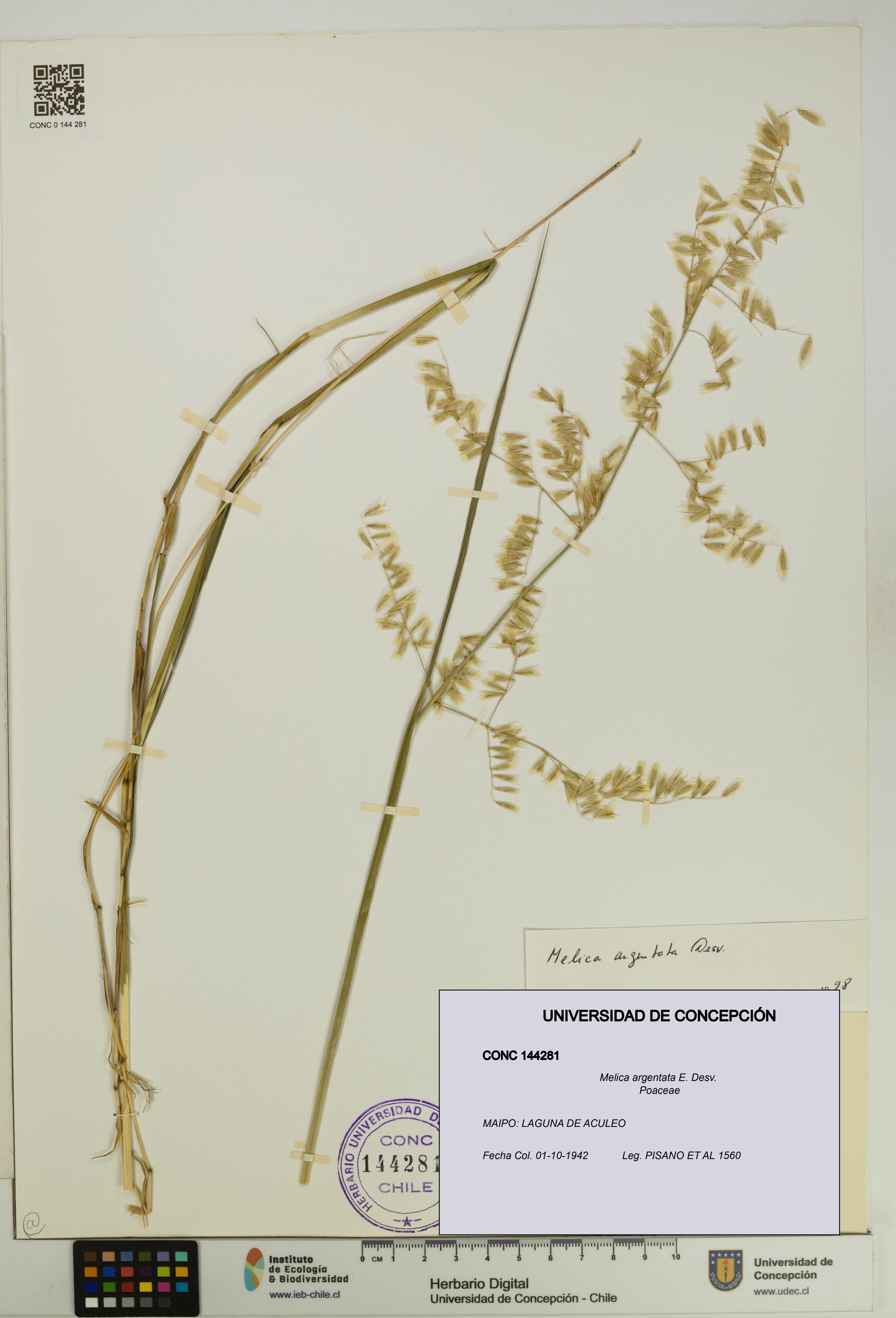 Melica argentata [Espécimen: UDEC:CONC:0144281]
