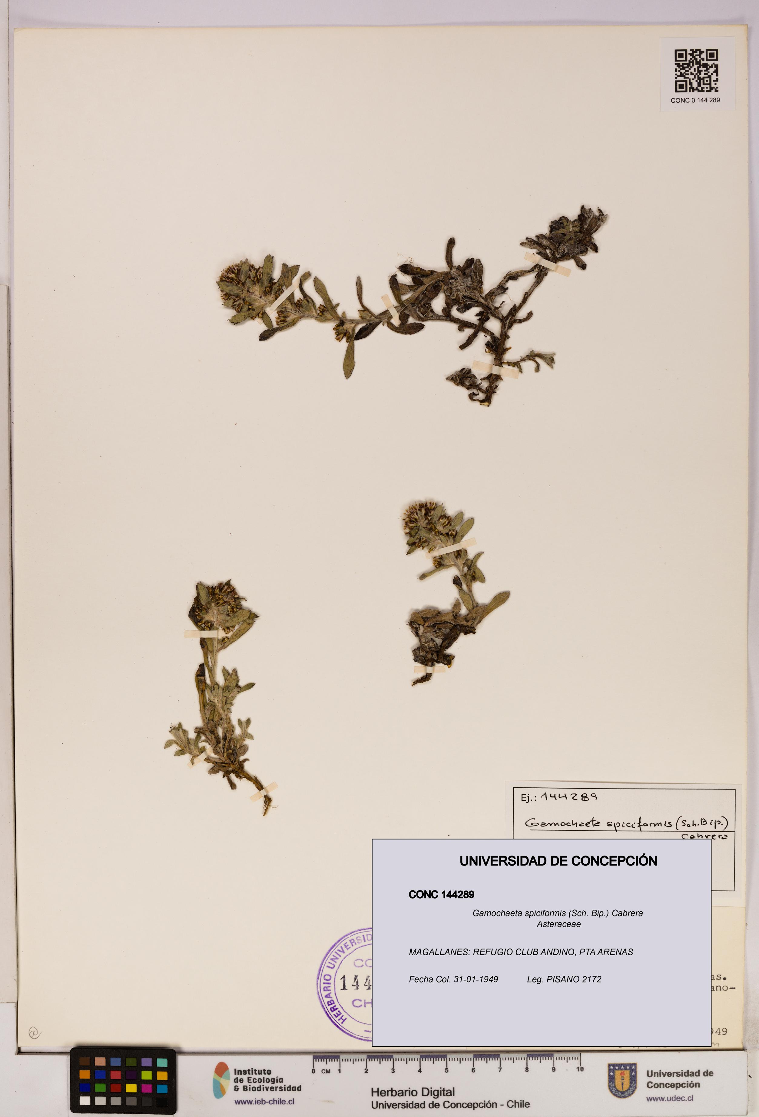 Gamochaeta spiciformis [Espécimen: UDEC:CONC:0144289]