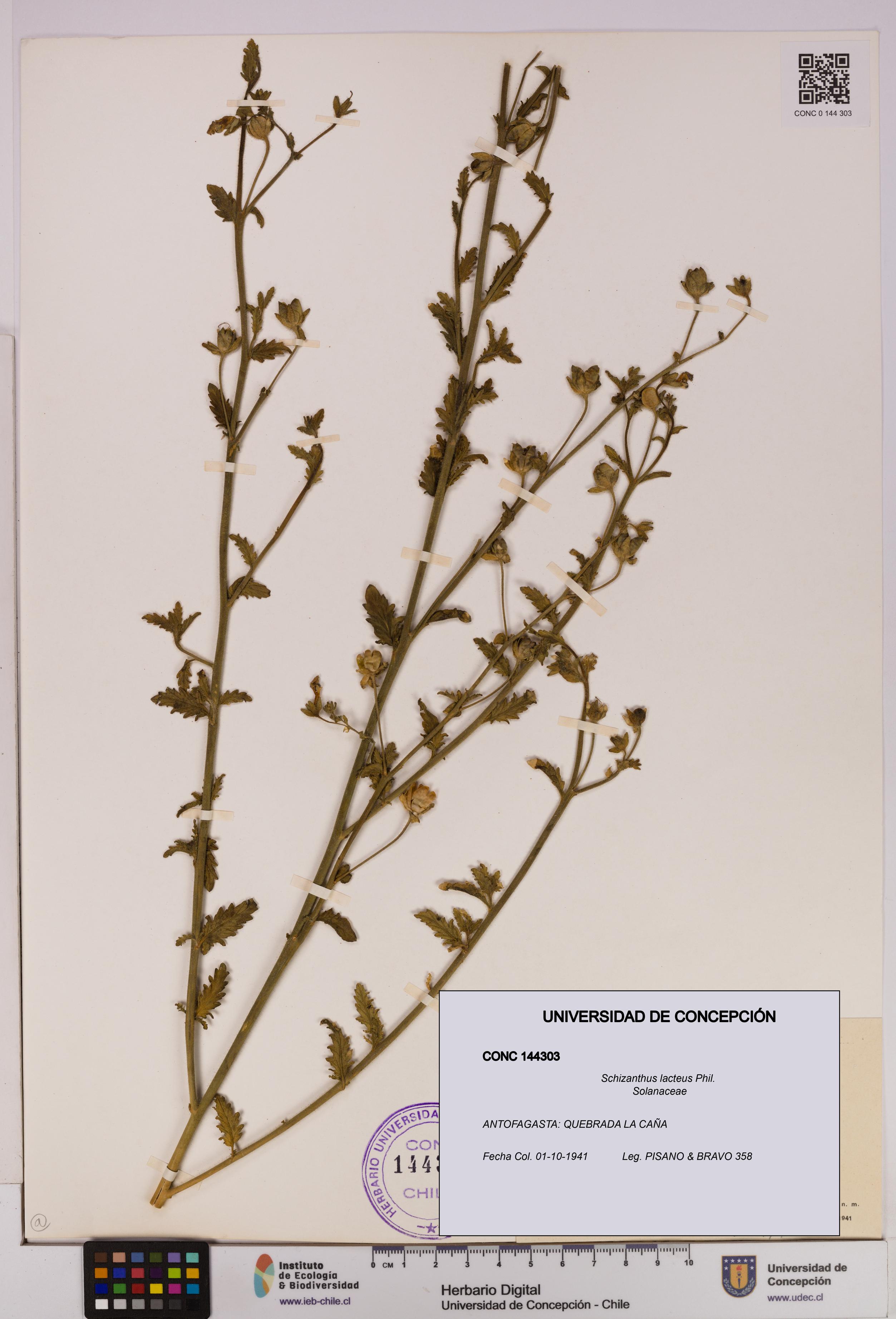 Schizanthus lacteus [Espécimen: UDEC:CONC:0144303]
