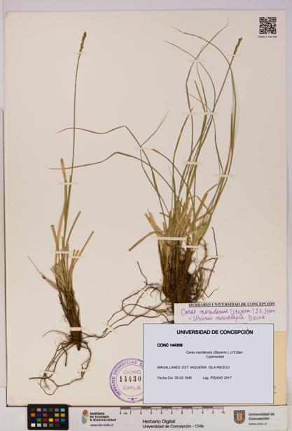 Carex meridensis [Espécimen: UDEC:CONC:0144309]