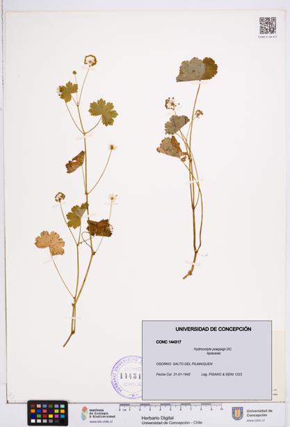 Hydrocotyle poeppigii [Espécimen: ]