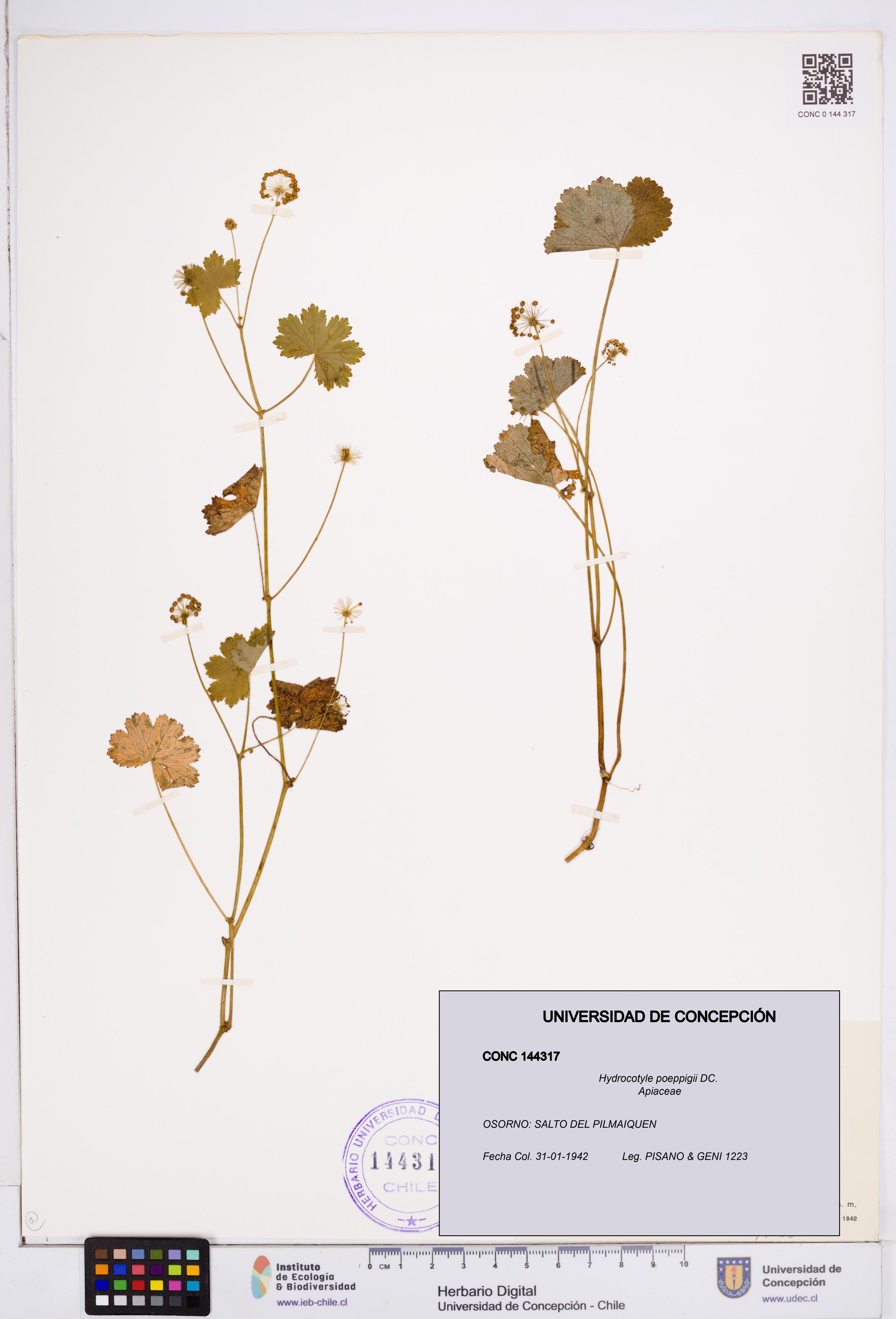 Hydrocotyle poeppigii [Espécimen: ]