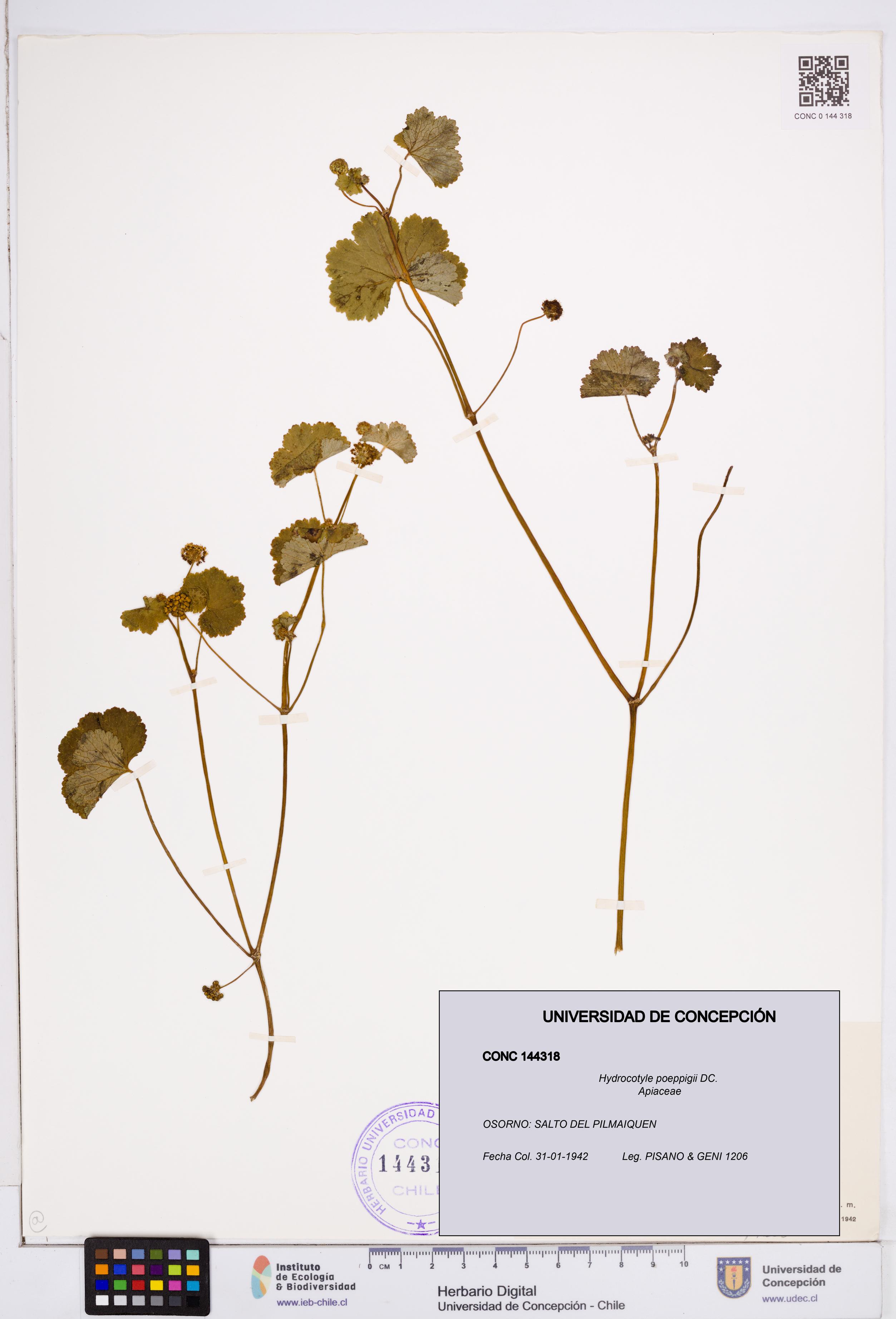 Hydrocotyle poeppigii [Espécimen: ]