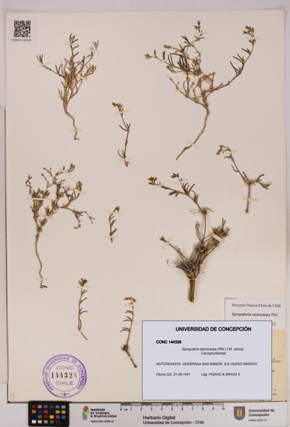 Spergularia stenocarpa [Espécimen: UDEC:CONC:0144328]