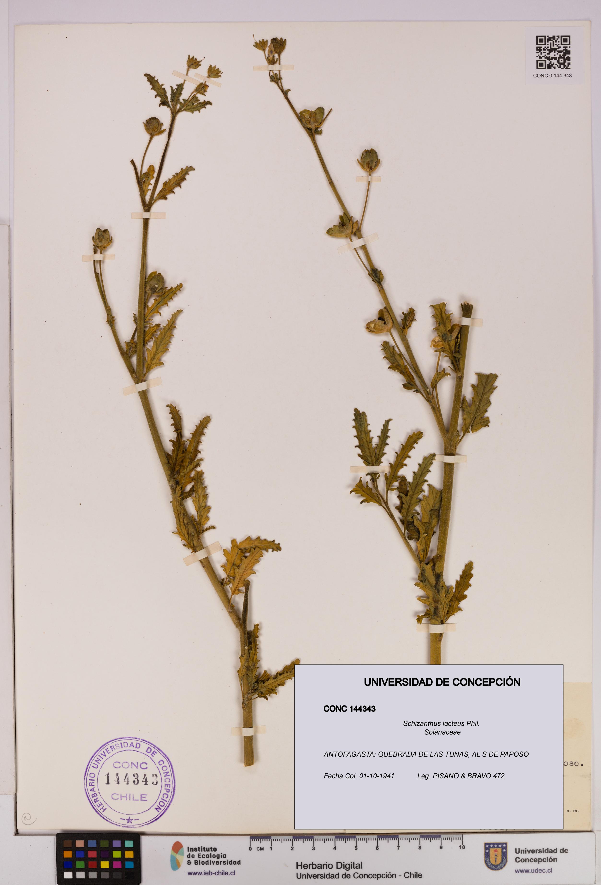 Schizanthus lacteus [Espécimen: UDEC:CONC:0144343]