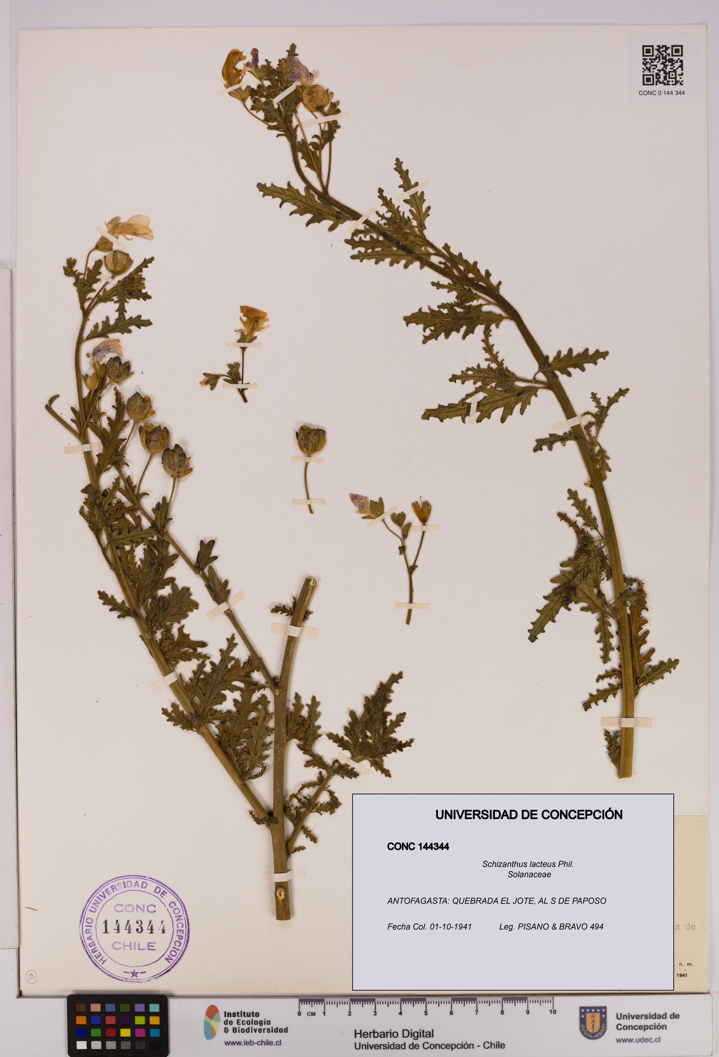 Schizanthus lacteus [Espécimen: UDEC:CONC:0144344]