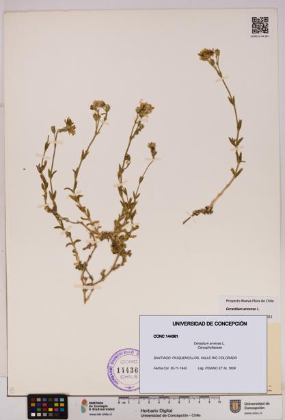 Cerastium arvense [Espécimen: UDEC:CONC:0144361]