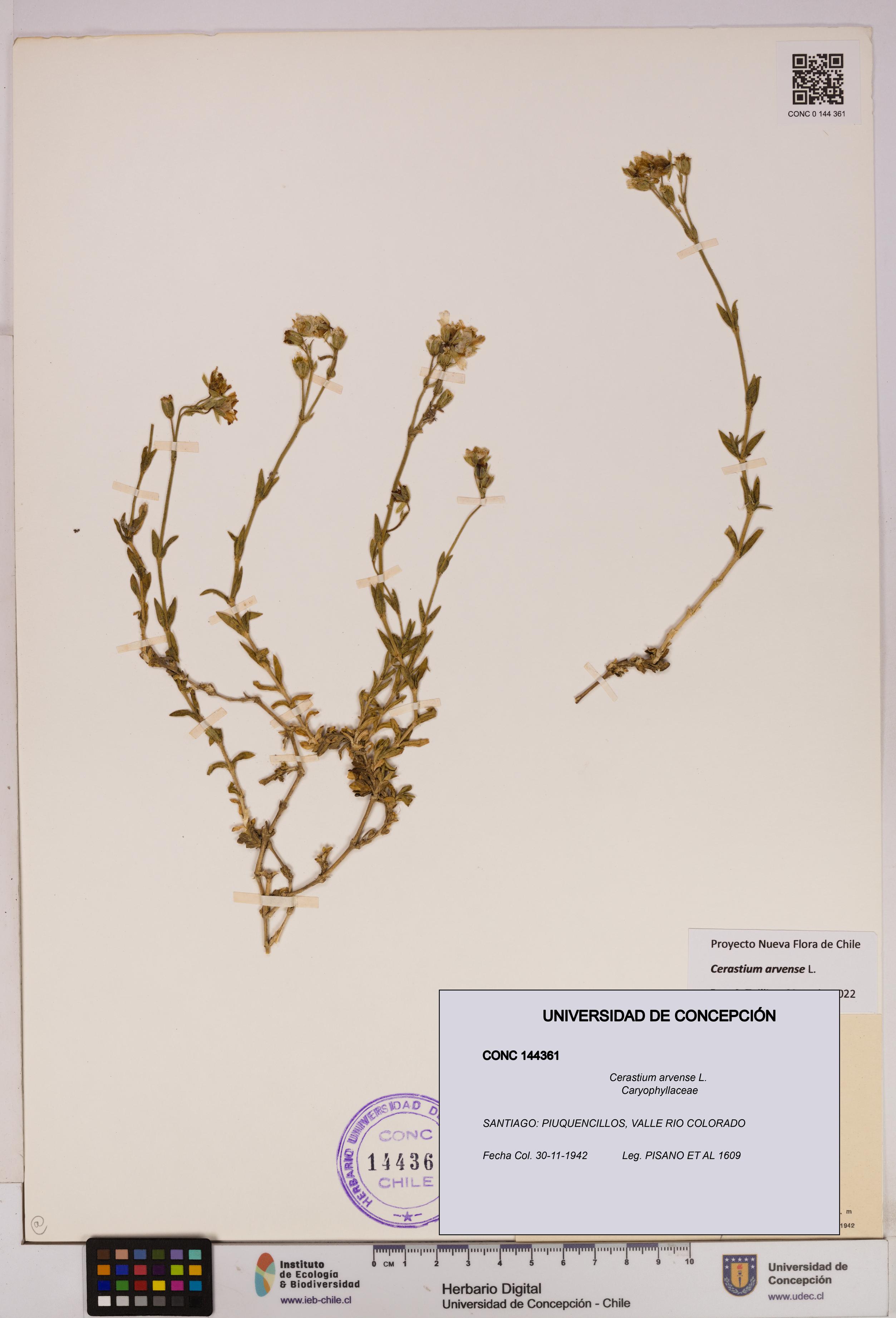 Cerastium arvense [Espécimen: UDEC:CONC:0144361]